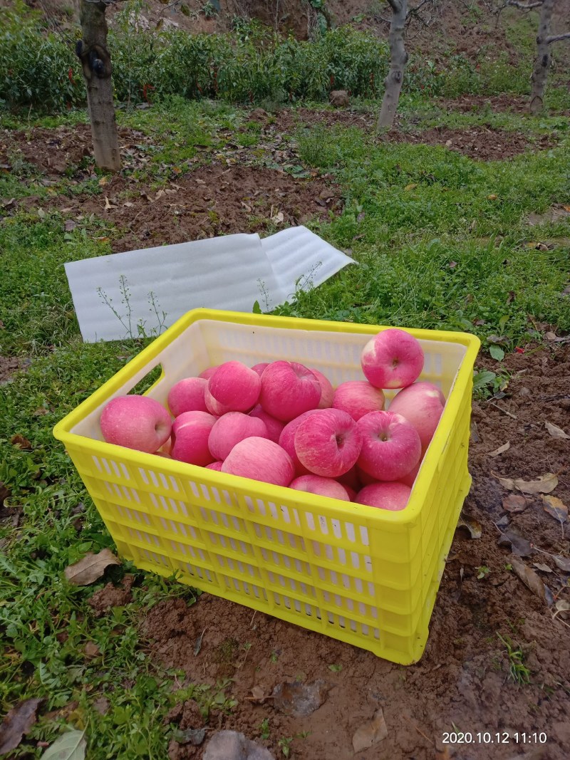 甘肃天水高山套袋富士苹果