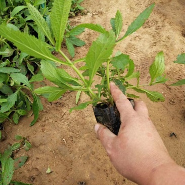 柳叶马鞭草供应基地!马鞭草绿化工程专用苗木