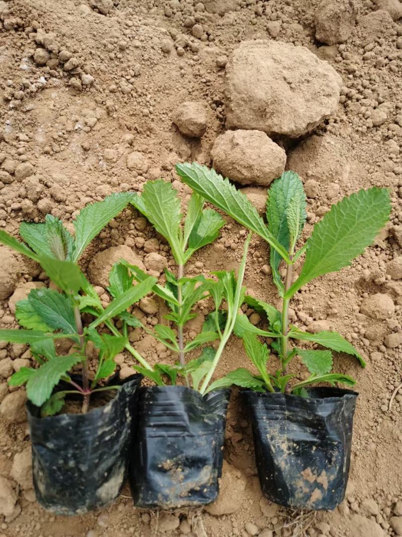 柳叶马鞭草供应基地！马鞭草绿化工程专用苗木