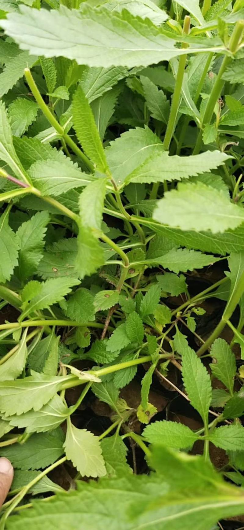 柳叶马鞭草供应基地！马鞭草绿化工程专用苗木