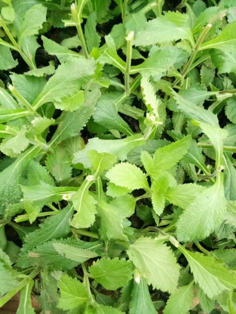 柳叶马鞭草供应基地！马鞭草绿化工程专用苗木