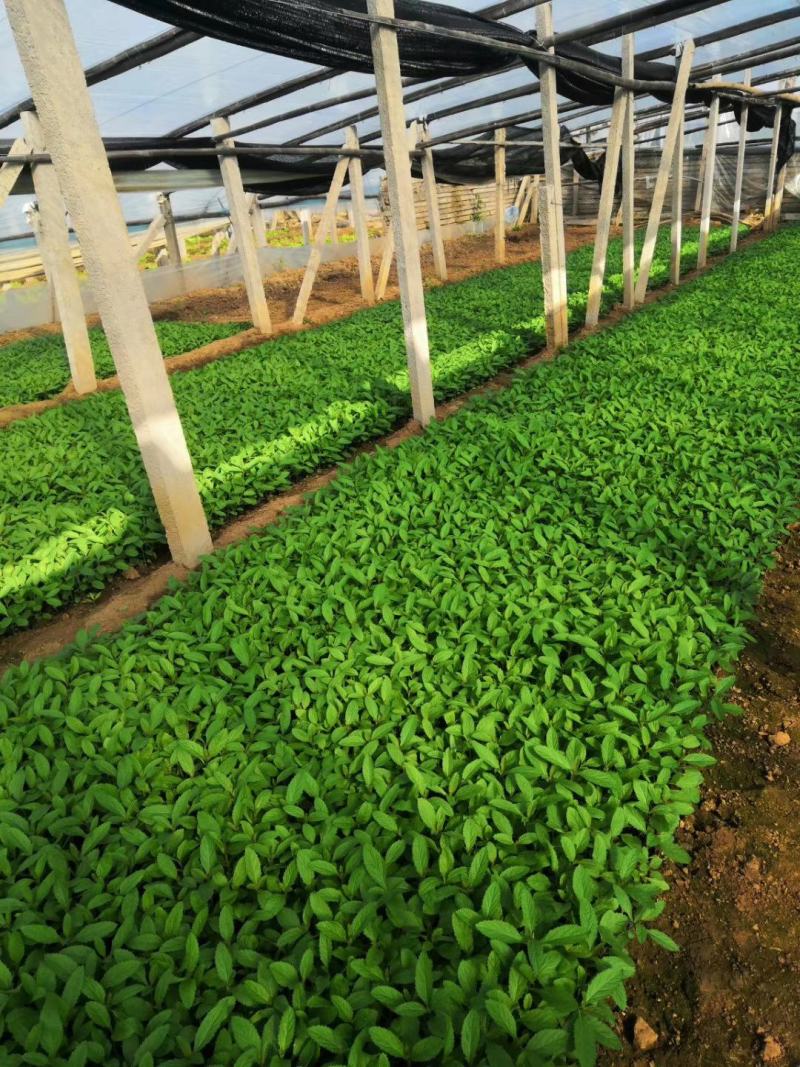 柳叶马鞭草供应基地！马鞭草绿化工程专用苗木