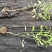 柳叶马鞭草供应基地!马鞭草绿化工程专用苗木