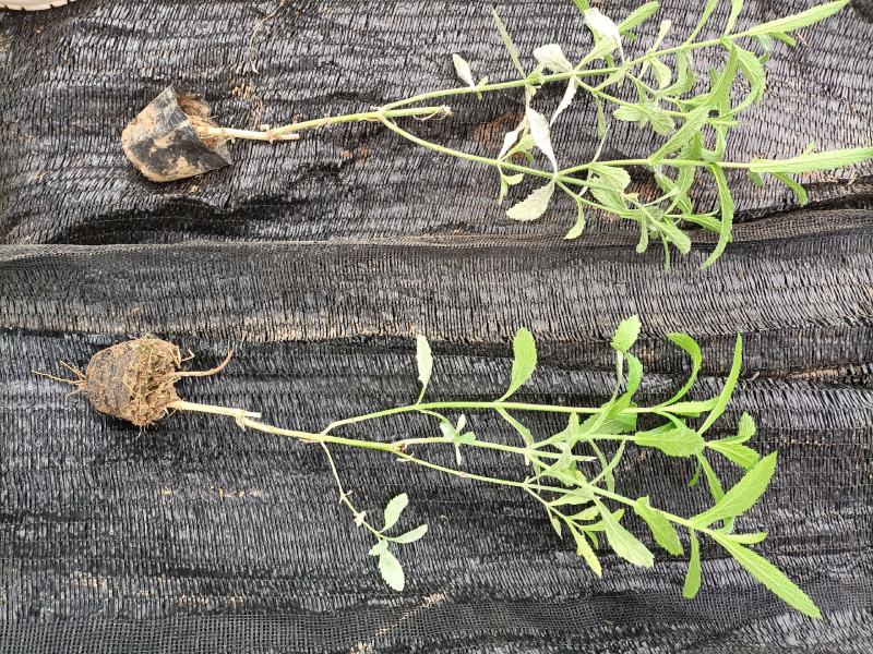 柳叶马鞭草供应基地！马鞭草绿化工程专用苗木