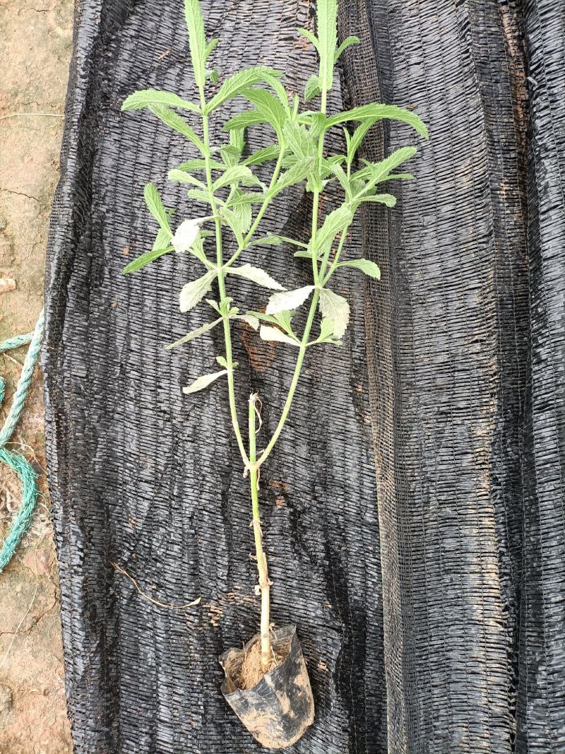 柳叶马鞭草供应基地！马鞭草绿化工程专用苗木