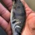 桂花鱼苗，各种优质鱼苗，苗场直销，货源充足，欢迎了解