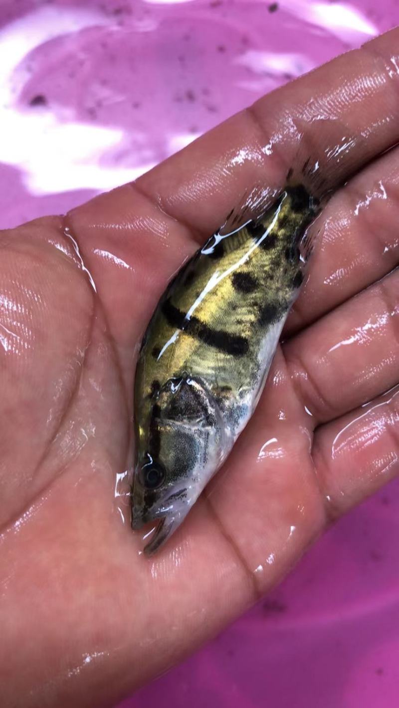 桂花鱼苗，各种优质鱼苗，苗场直销，货源充足，欢迎了解