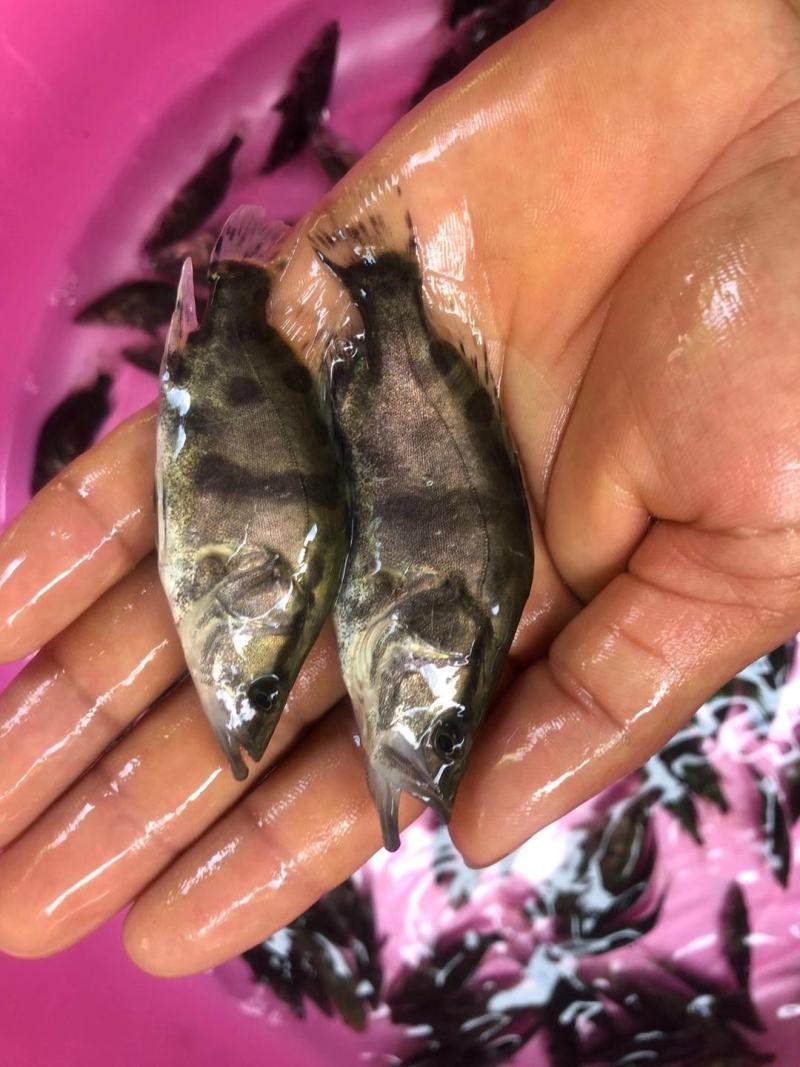桂花鱼苗，各种优质鱼苗，苗场直销，货源充足，欢迎了解