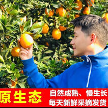 一件奉节脐橙自家果园种植现摘现发货新鲜橙