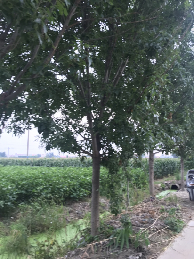 10公分白蜡12公分白蜡15公分白蜡价格18公分