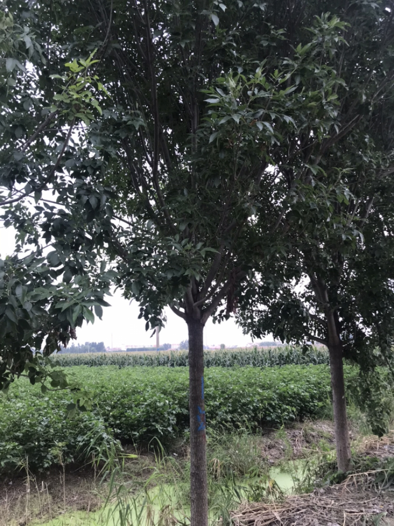 10公分白蜡12公分白蜡15公分白蜡价格18公分