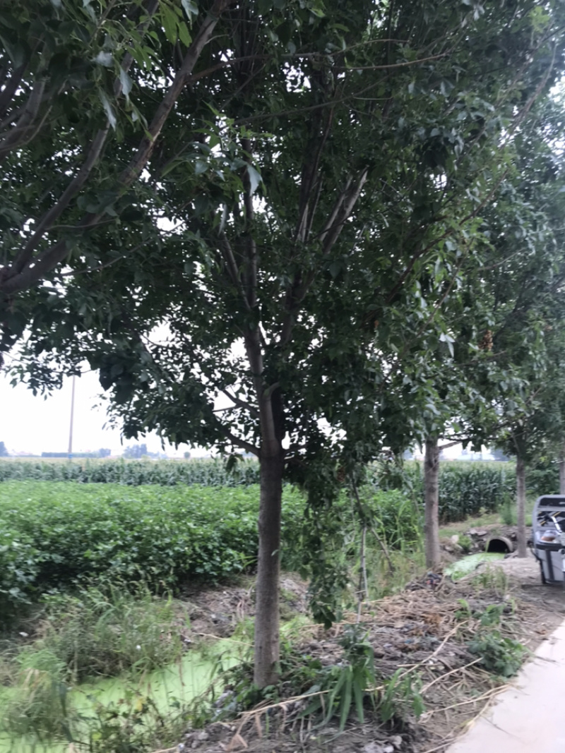 10公分白蜡12公分白蜡15公分白蜡价格18公分
