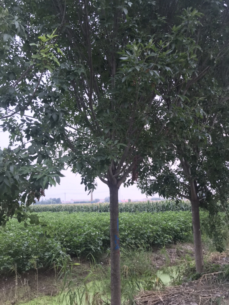 10公分白蜡12公分白蜡15公分白蜡价格18公分