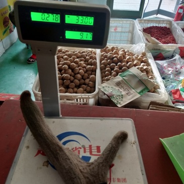新疆塔河马鹿干鹿茸278克