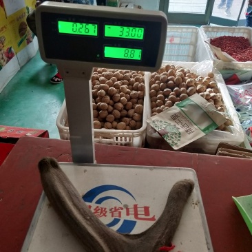 新疆塔河马鹿鹿茸267克