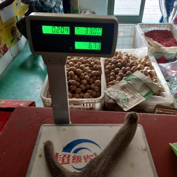 新疆塔河马鹿鹿茸204克