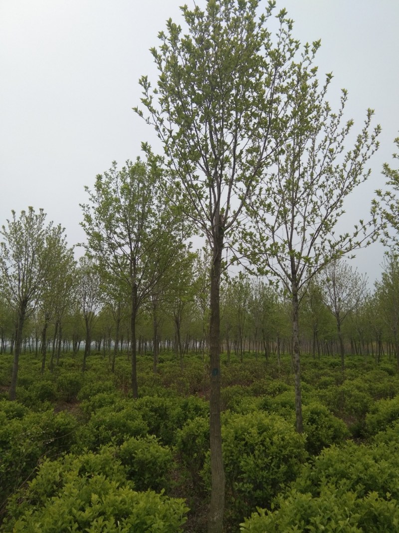 巨紫荆1到20公分都是一级树