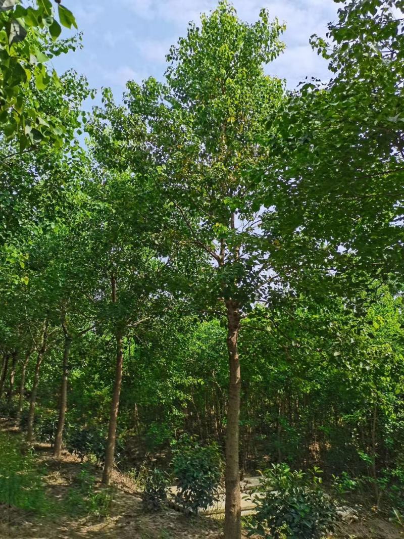乌桕乌桕当年苗小苗1-5公分