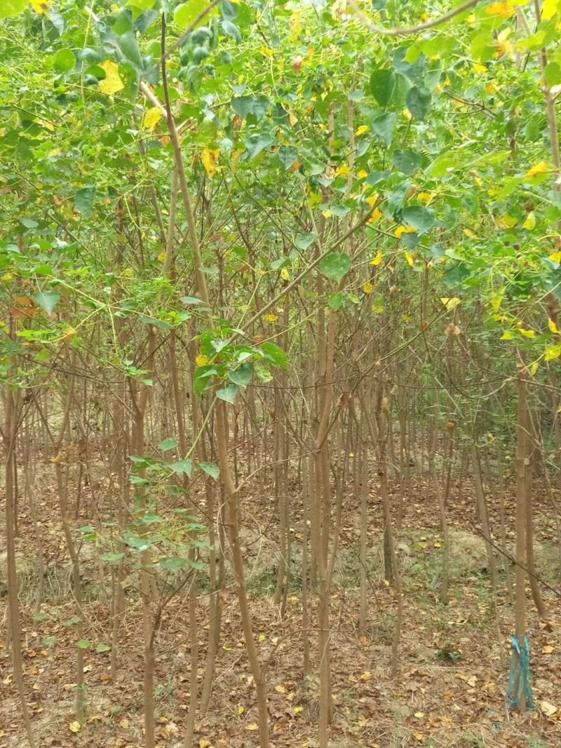 乌桕乌桕当年苗小苗1-5公分