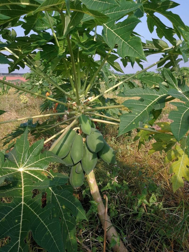 果园自产台湾无籽木瓜