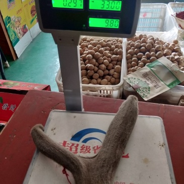 新疆塔河马鹿干鹿茸297克