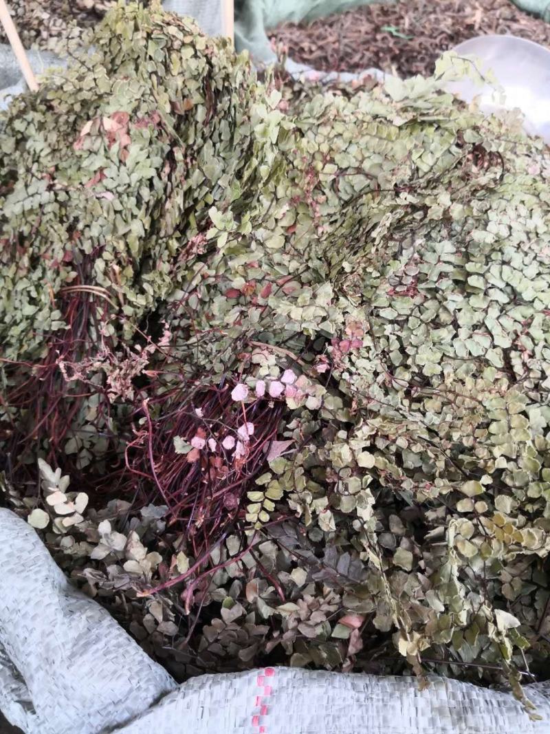 猪鬓草中草药专业批发与零售