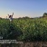 【自家合作社供货可实地看货】江西长林系油茶杯苗证件齐全