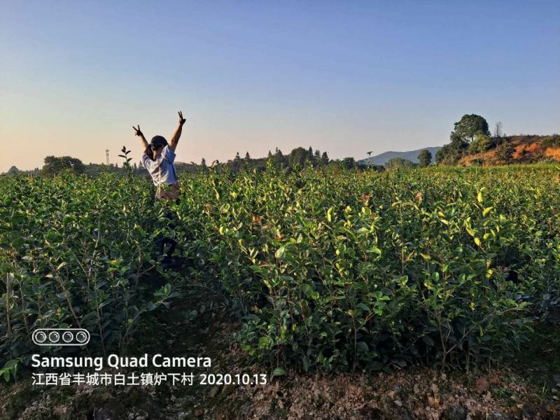 【自家合作社供货可实地看货】江西长林系油茶杯苗证件齐全