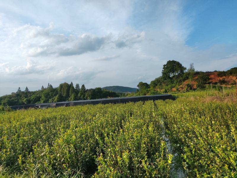 【自家合作社供货可实地看货】江西长林系油茶杯苗证件齐全