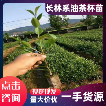 【自家合作社供货可实地看货】江西长林系油茶杯苗证件齐全