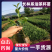 【自家合作社供货可实地看货】江西长林系油茶杯苗证件齐全