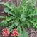 荠菜种子野生荠菜种子大叶野菜阳台四季播菜籽盆栽地菜蔬菜种