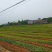 【江西高产油茶树】长林4号油茶杯苗包两证一签可议价可看货