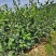 【江西高产油茶树】长林4号油茶杯苗包两证一签可议价可看货
