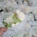 【热卖】精品菜花本地大量有货花白无黑点欢迎咨询