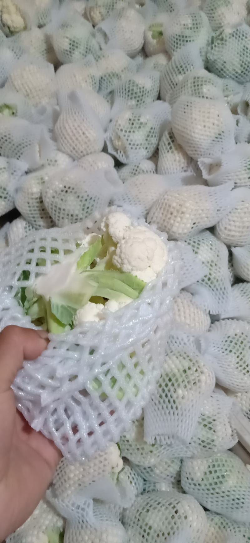 【热卖】精品菜花本地大量有货花白无黑点欢迎咨询