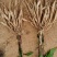 广西红花，白花百部苗，5个薯以上，基地直供，货源充足