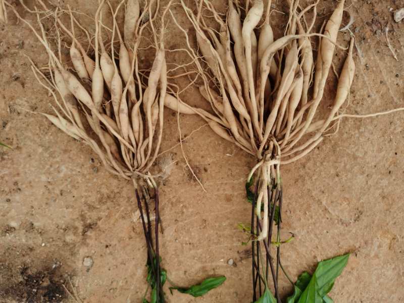 广西红花，白花百部苗，5个薯以上，基地直供，货源充足