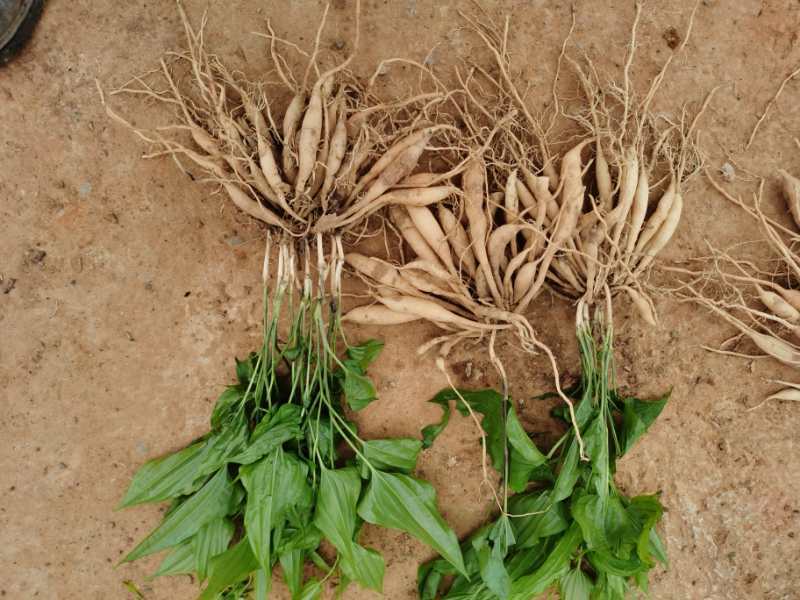 广西红花，白花百部苗，5个薯以上，基地直供，货源充足