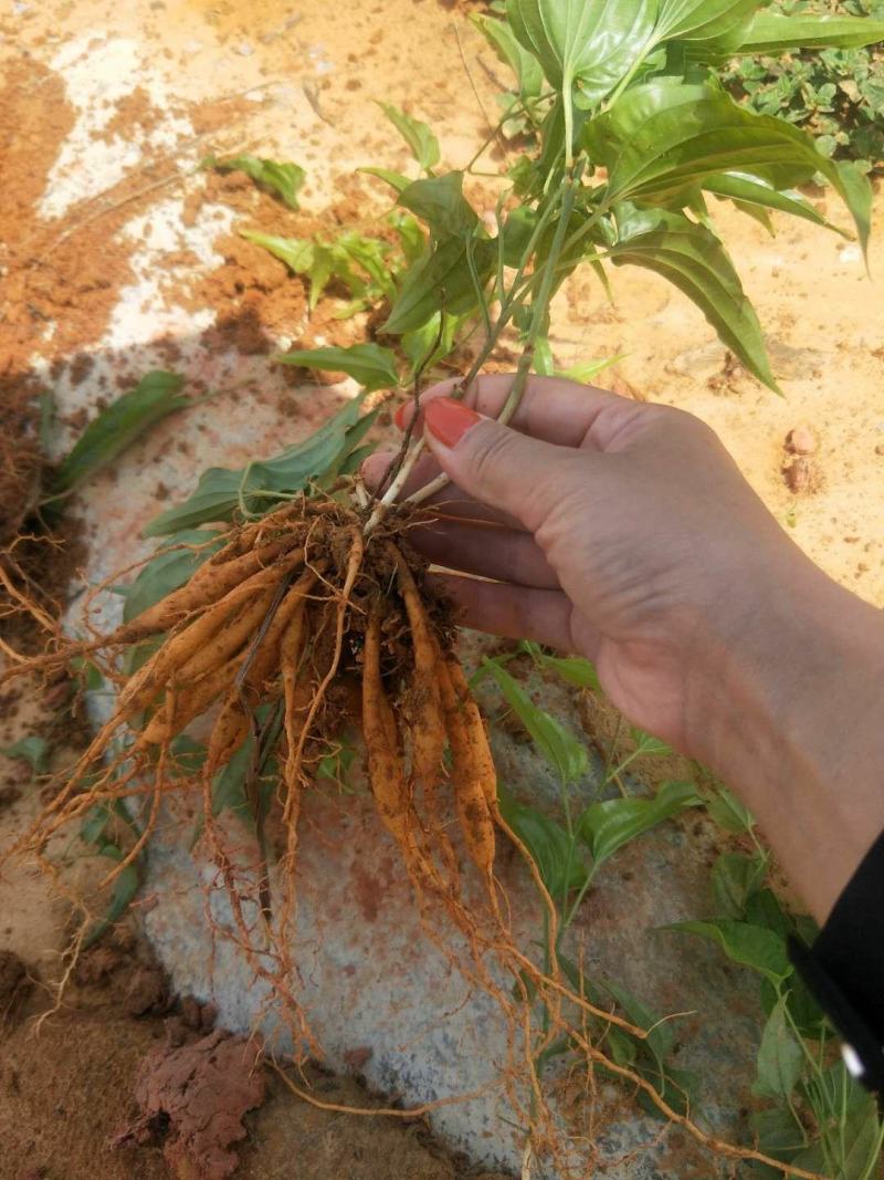 广西红花，白花百部苗，5个薯以上，基地直供，货源充足