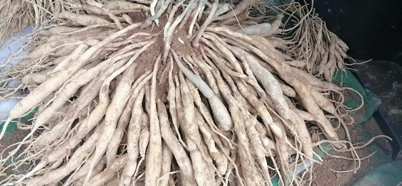 广西红花，白花百部苗，5个薯以上，基地直供，货源充足