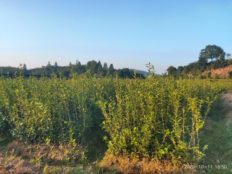【合作社供货】长林40号油茶杯苗，30-80公分量大从优