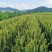 【合作社供货】长林40号油茶杯苗,30-80公分量大从优