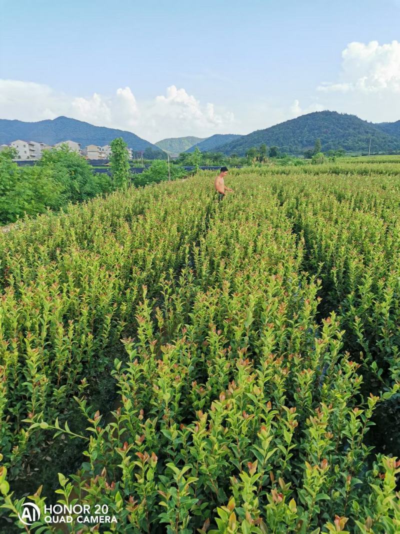 【合作社供货】长林40号油茶杯苗，30-80公分量大从优