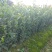 【合作社供货】长林40号油茶杯苗,30-80公分量大从优