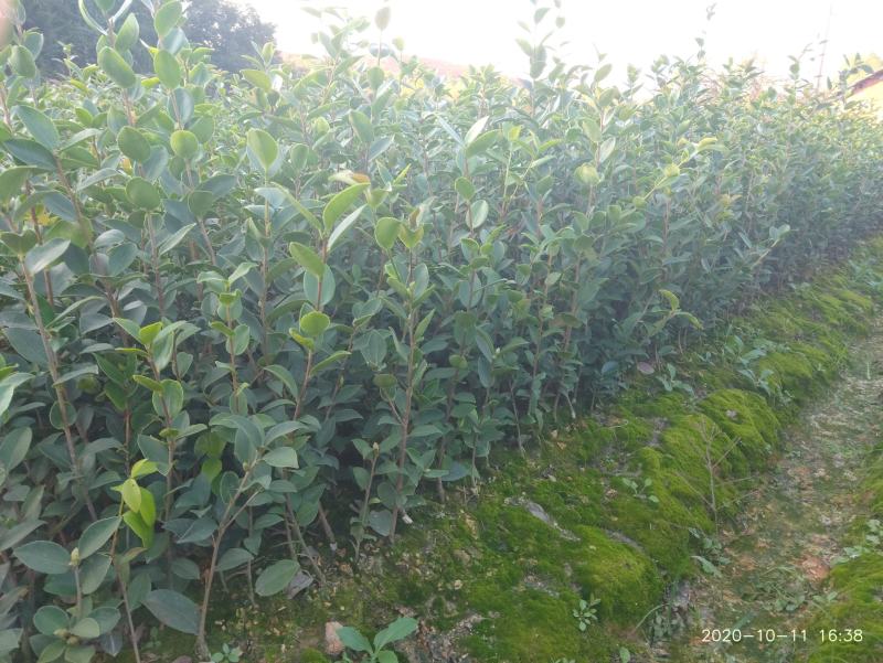 【合作社供货】长林40号油茶杯苗，30-80公分量大从优