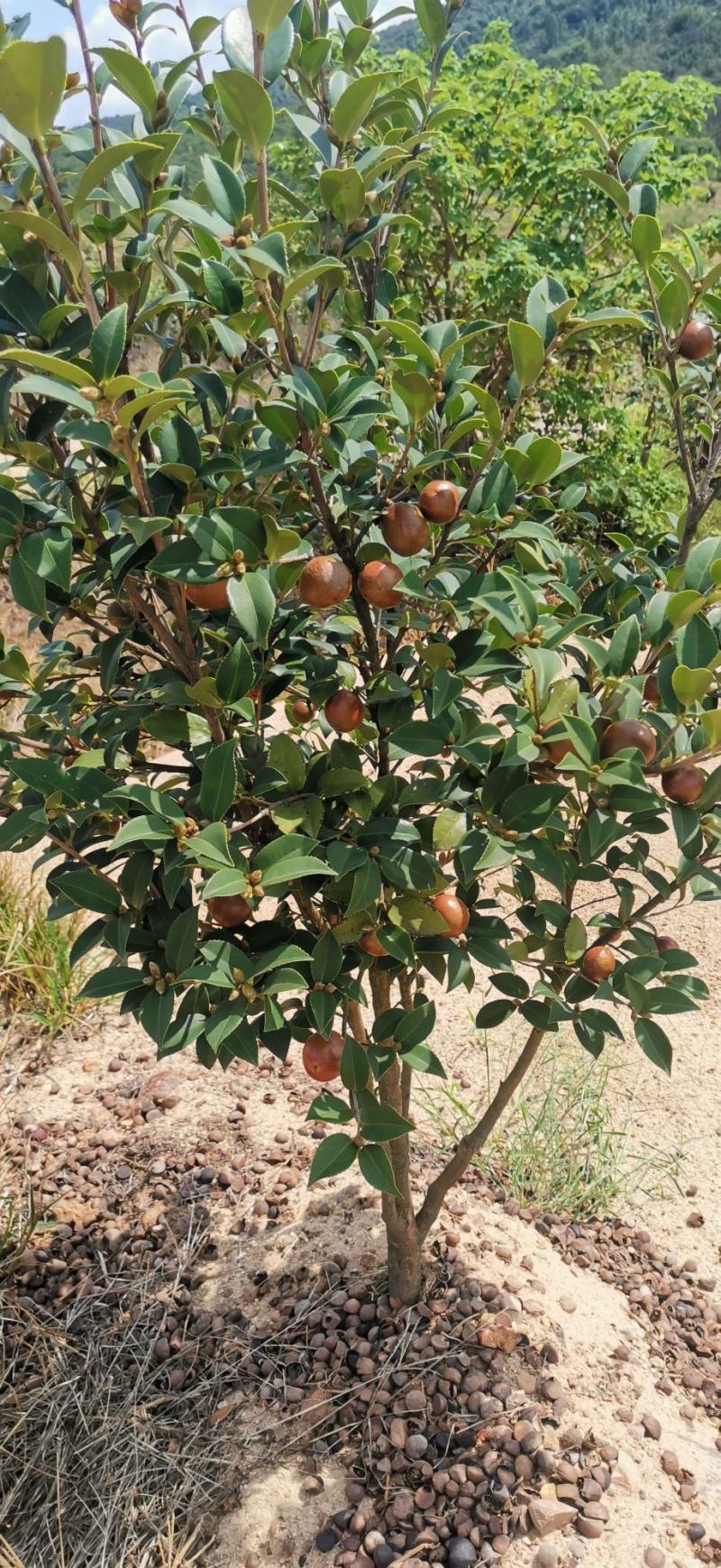 【合作社供货】长林40号油茶杯苗，30-80公分量大从优