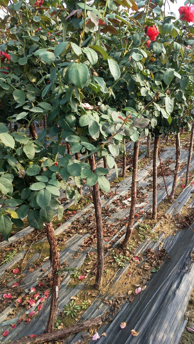 高杆月季2公分高杆月季树状月季月季树批发月季树