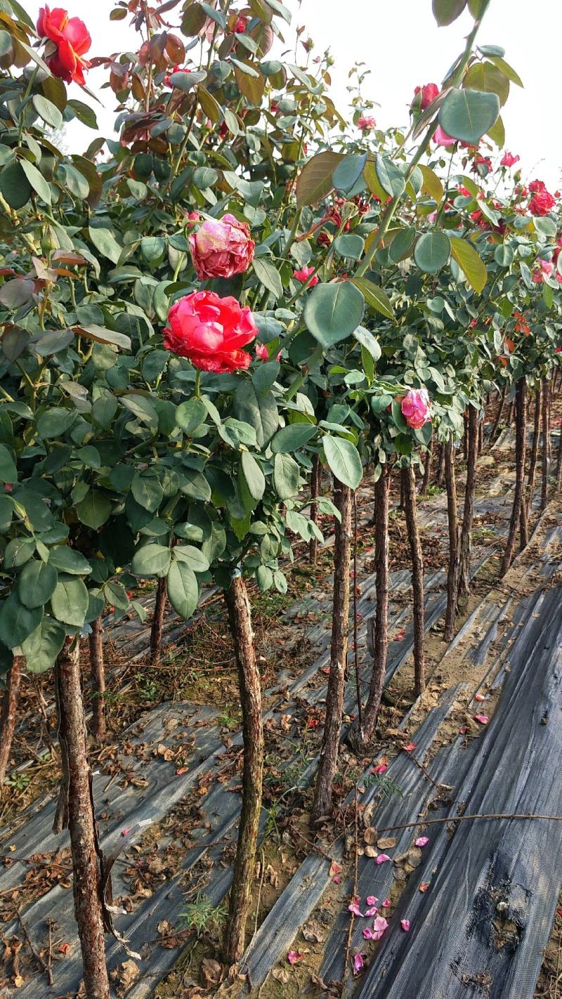 高杆月季2公分高杆月季树状月季月季树批发月季树
