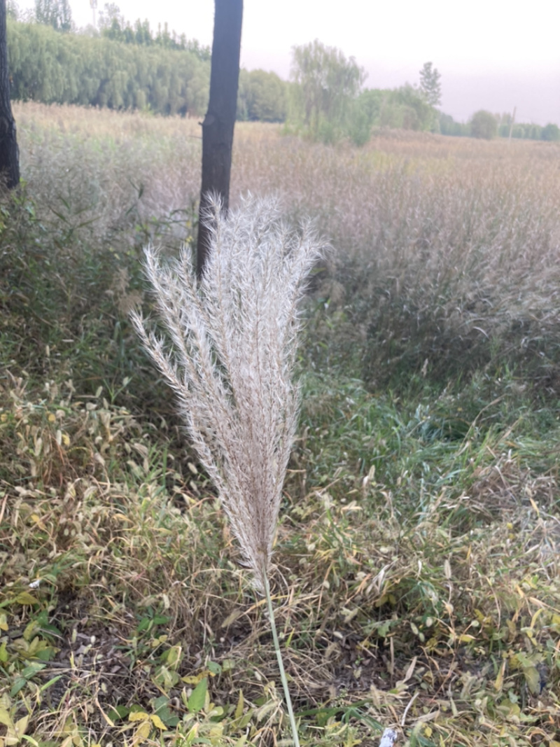 芦花，芦苇花，芦荻花20cm到80cm